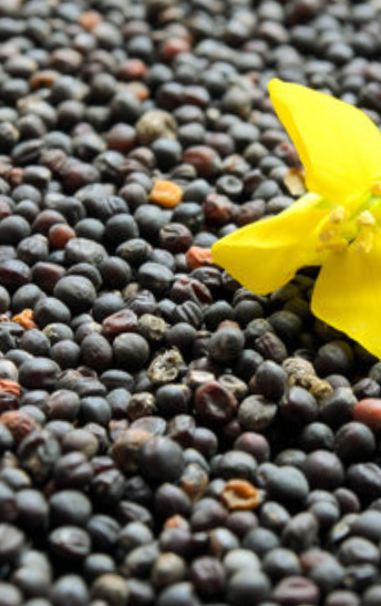 canola seeds