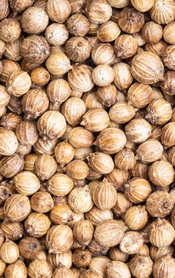coriander seeds