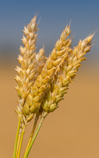 wheat